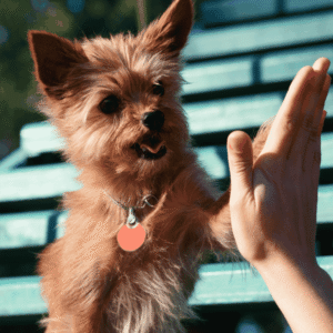 Practice Positive Reinforcement Training