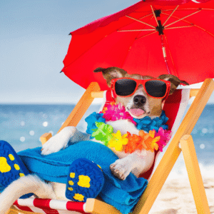 Can Pets Get Sunburned