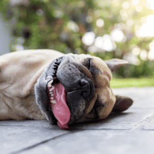 Recognizing Signs of Heatstroke in Dogs