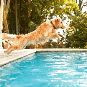 Water Safety for Dogs