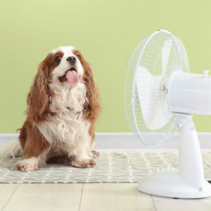 Why Summer Heat Is Dangerous for Pets