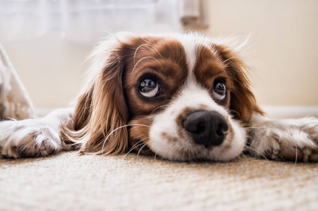 If you think learning how to train your puppy is about as easy as learning how to speak Arabic, you’re in the right place.