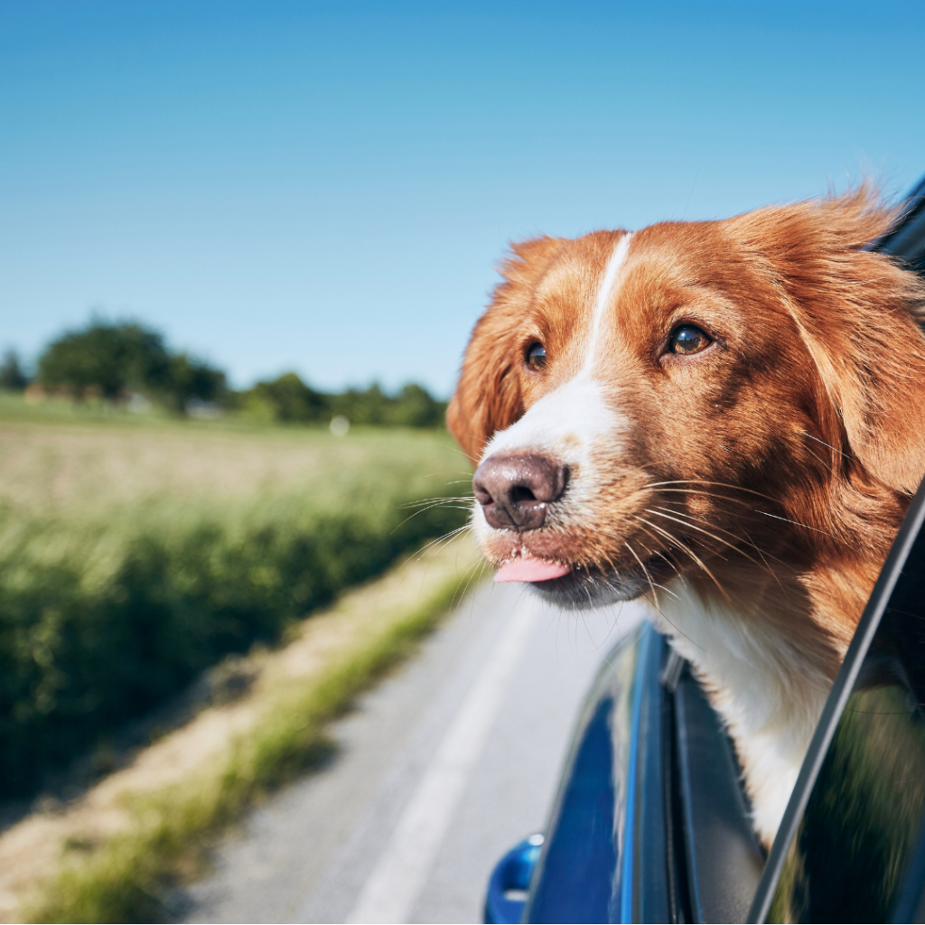 It’s that time again. Time to get away with your family and enjoy the fruits of your labor. If you wish you had a pet travel checklist to prepare everyone for the trip, we have the perfect one for you.