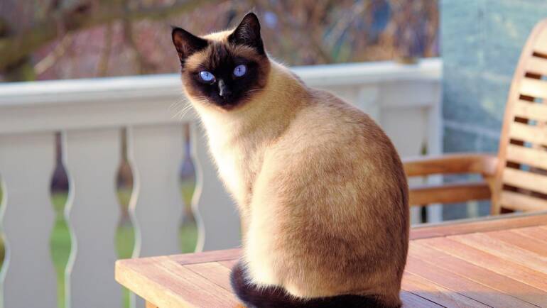 Why Siamese Cats Are So Popular