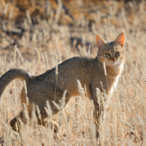 African wildcat (felis silvestris lybica)