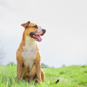 A happy dog