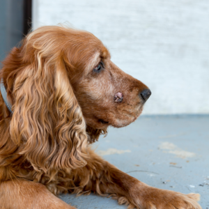 A dog with a tumor