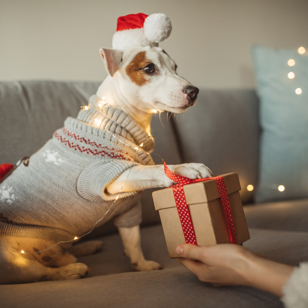 This article will offer some suggestions for the best winter holiday gifts for your dogs.