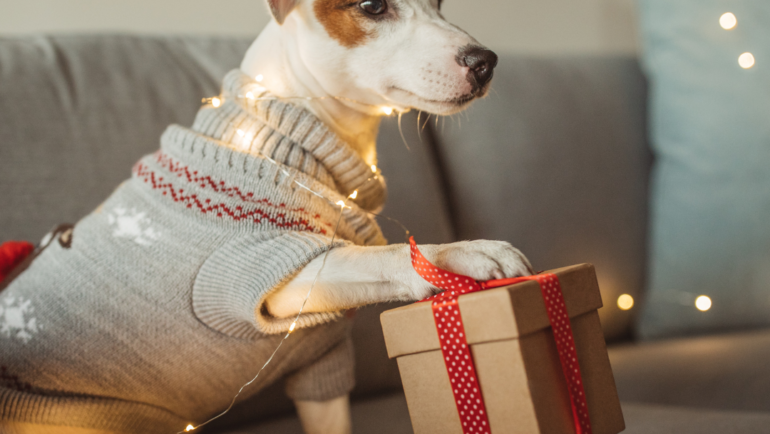 Holiday Gift Ideas For Dogs