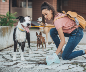 A professional pet sitter & dog walker