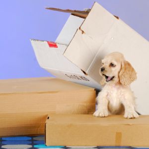 A dog in a cardboard box tunnel