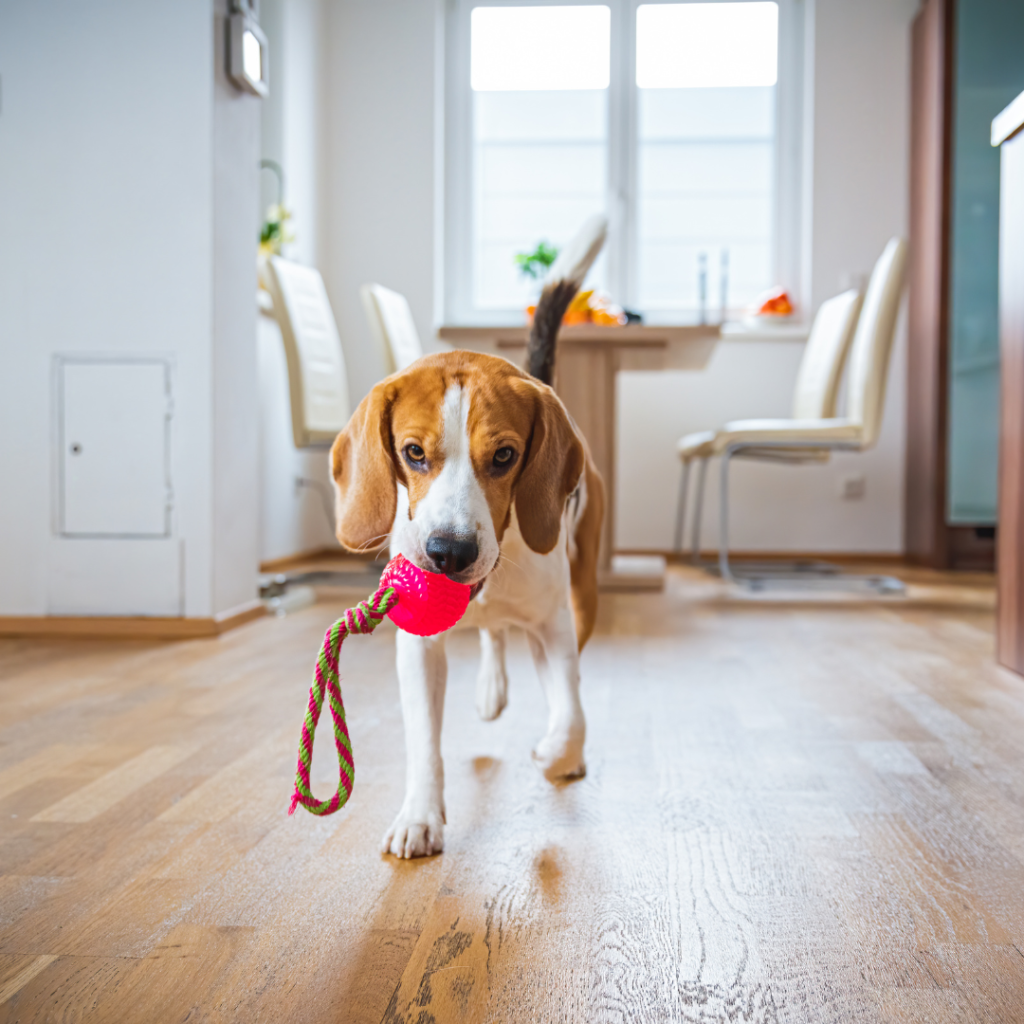 This article discusses the best ways to entertain your dog during the cold winter months