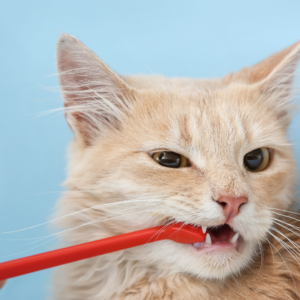 Cat tooth brushing