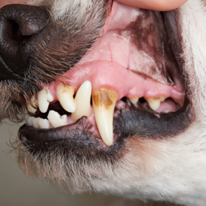 Plague build-up on dog teeth