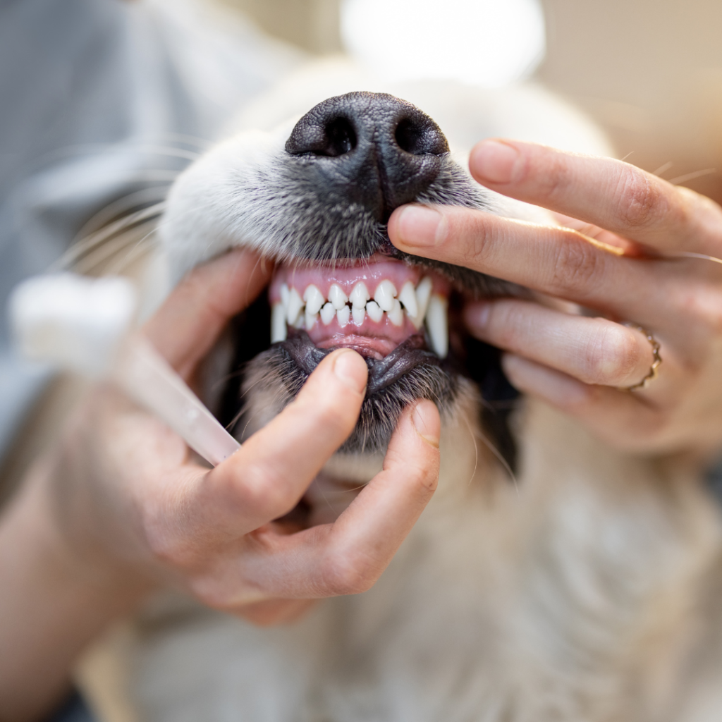 Discussing The Importance Of Dental Hygiene And Dental Care For Dogs & Cats In Honor Of National Pet Dental Health Month