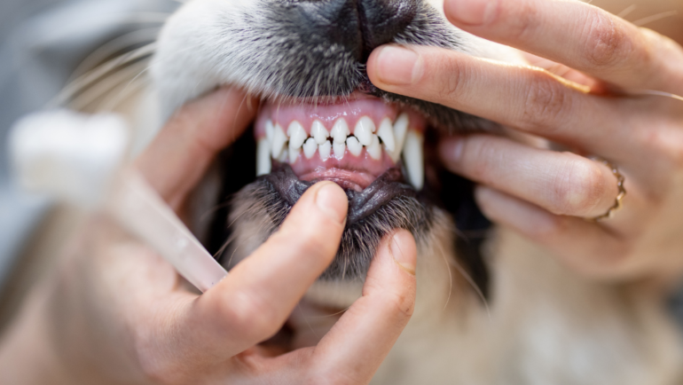 Dental Care For Pets