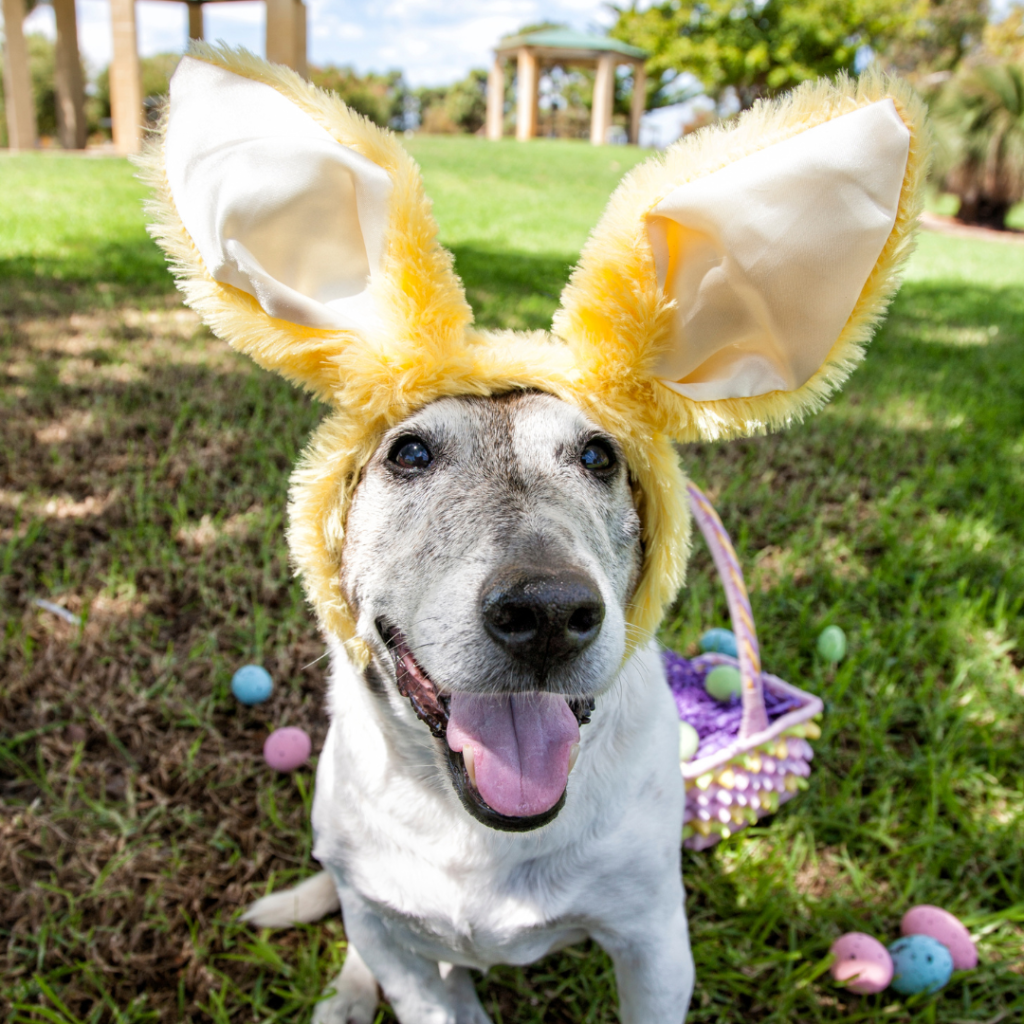 Discussing The Many Easter-Related Hazards That Can Affect Your Pets And How To Keep Them Safe From Such Easter Hazards