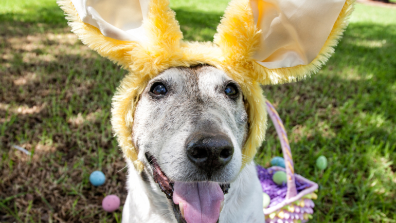 How To Make Easter Safe For Pets