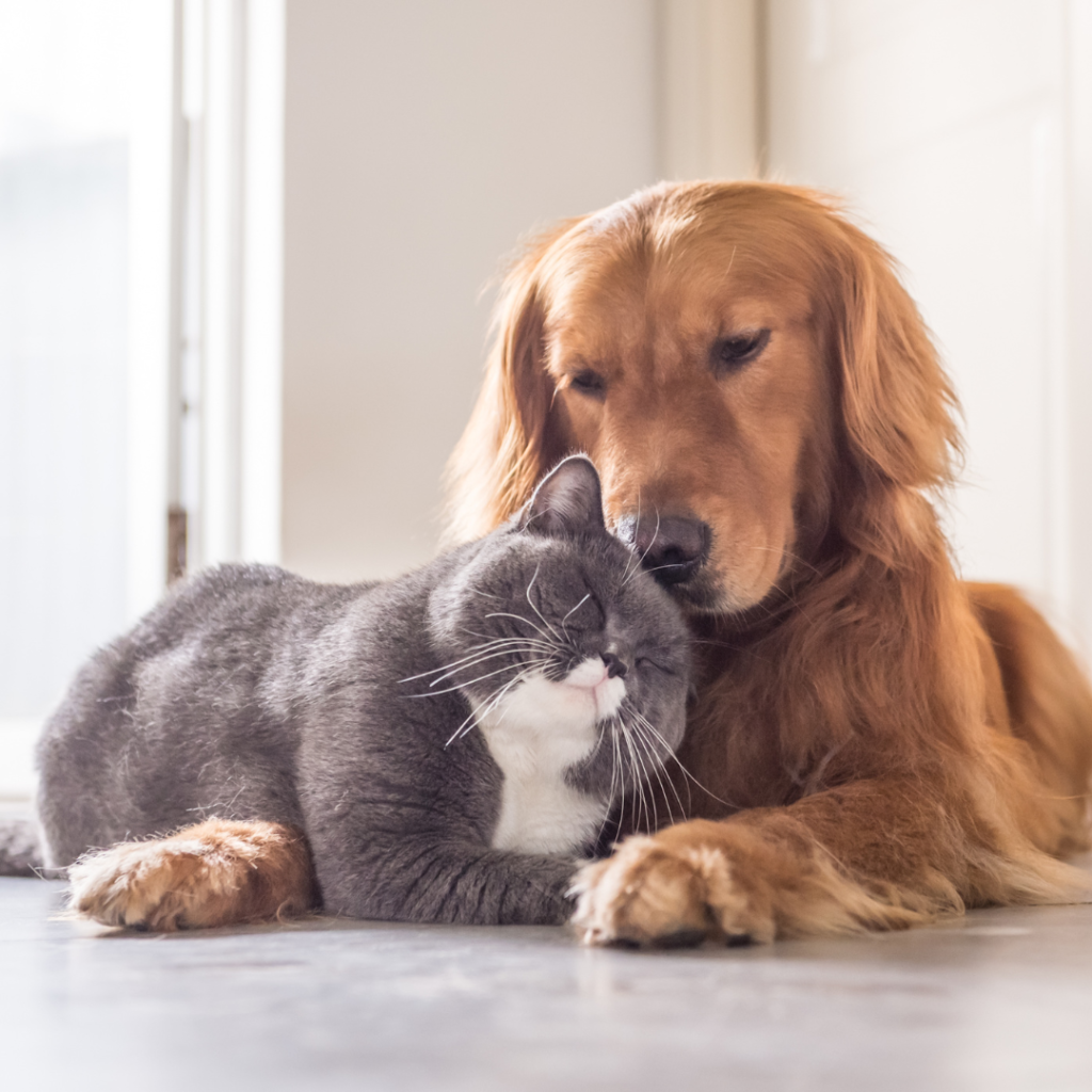 The time has come to get a new best friend. The question is, should you get a cat or a dog? It’s an age-old debate and one that deserves investigating.