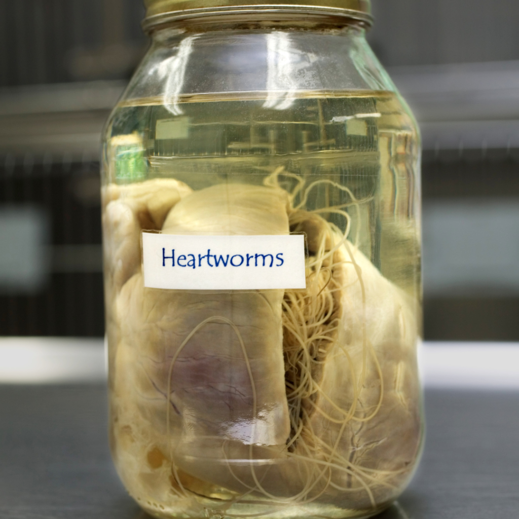 Taking A Look At Heartworms In Pets, What They Are, How Pets Get It, And How To Prevent It In Honor Of National Heartworm Awareness Month