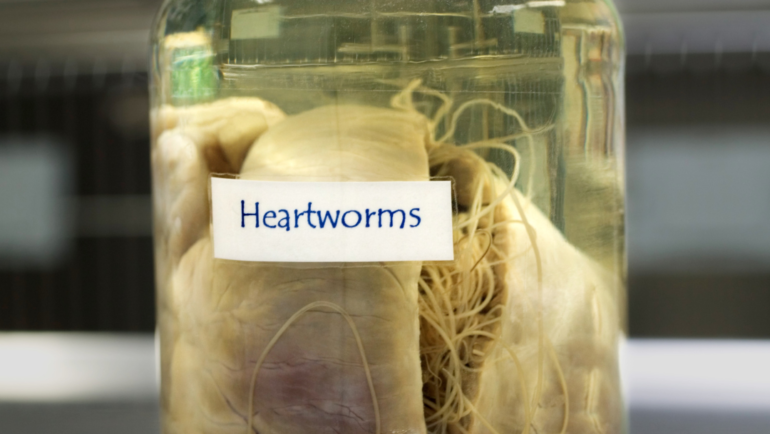 What Is Heartworm?