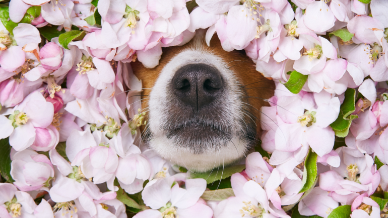 Does Your Pet Have Allergies?