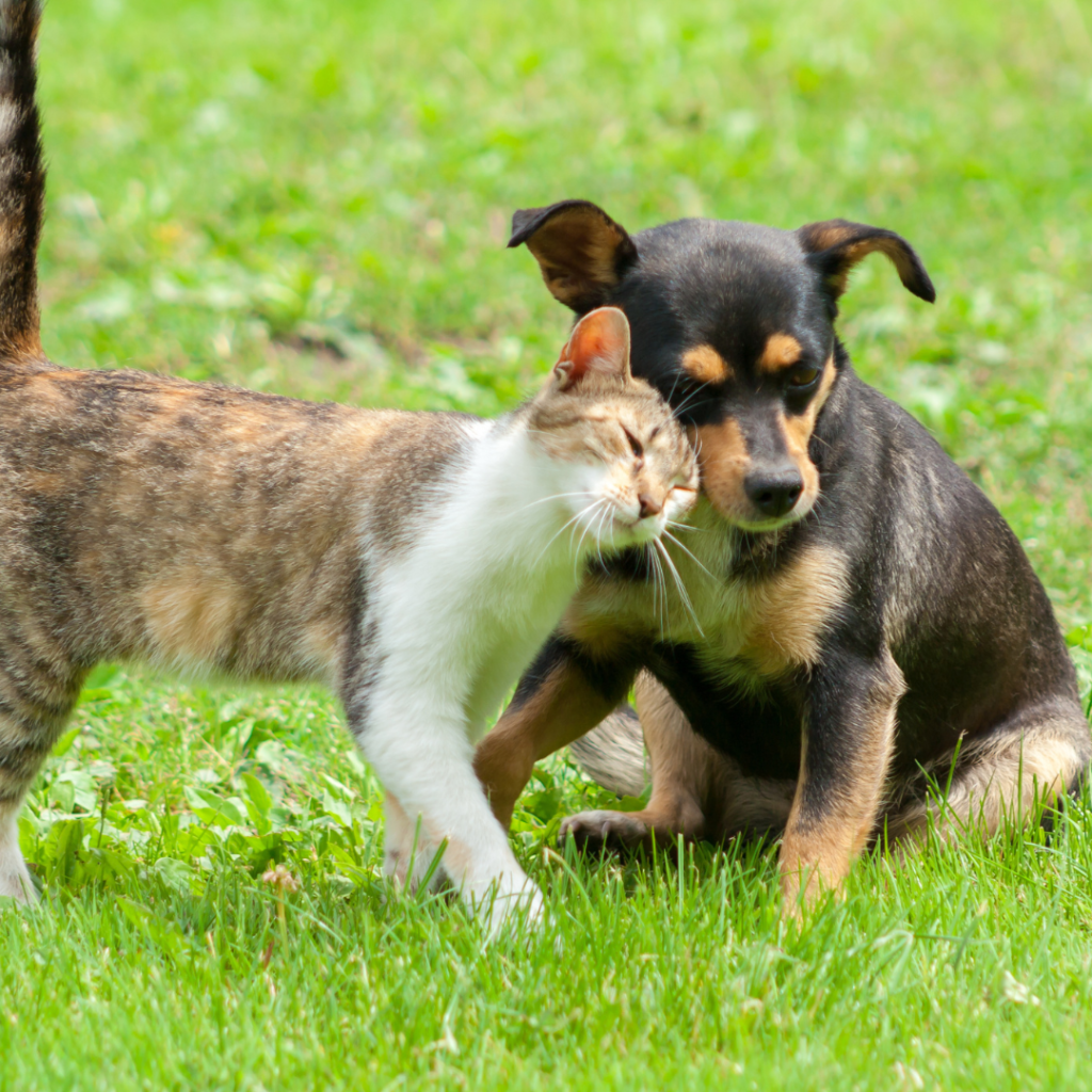 Discussing The Best Methods And Practices For Keeping Your Dogs And Cats Safe During The Hot Summer Heat & Weather