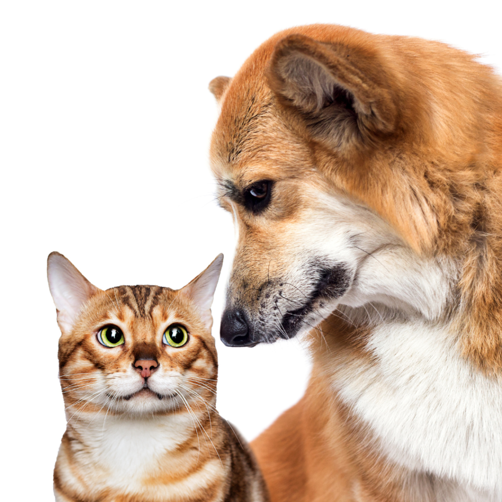 Cats vs. Dogs Debate - Stay at Home Pet Services