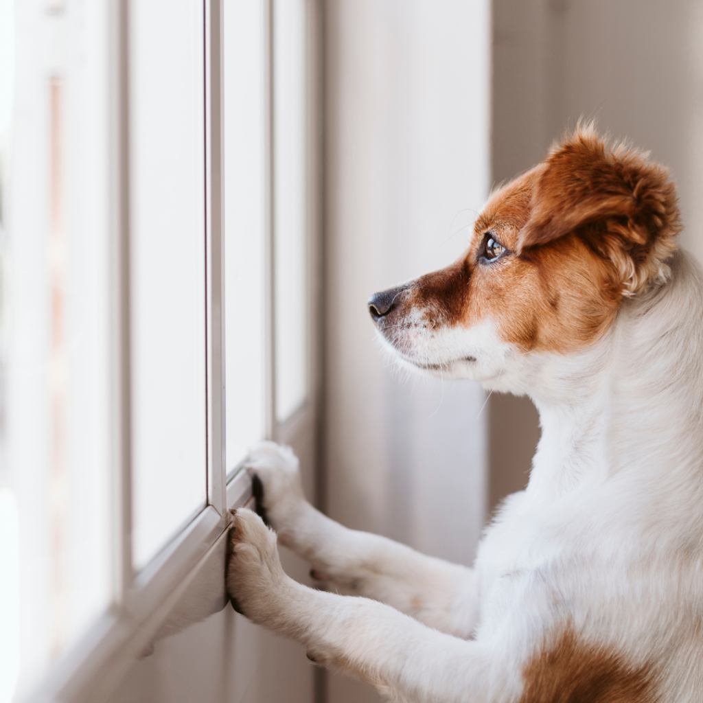 Discussing The Best Methods For Alleviating Pet Anxiety When They Are Left At Home Alone