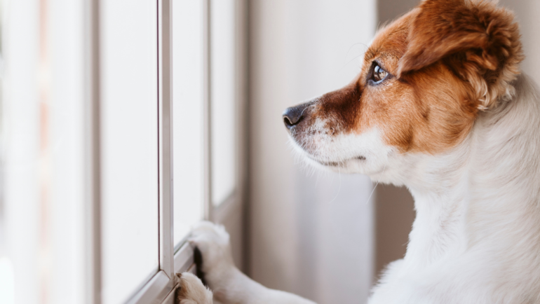 Solving Pet Anxiety & Loneliness
