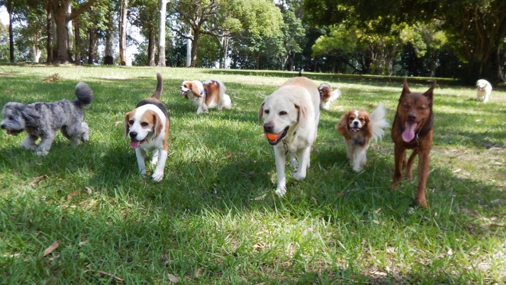 Taking An In-Depth Look At Five Of The Best Dog Parks In The Cincinnati, Ohio Area And Discussing What Makes Them So Great