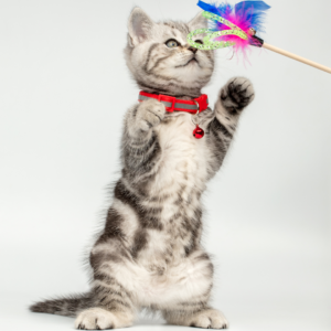 Cat feather wand toy