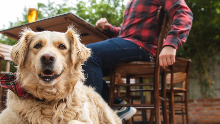 Dog Friendly Breweries In Cincinnati