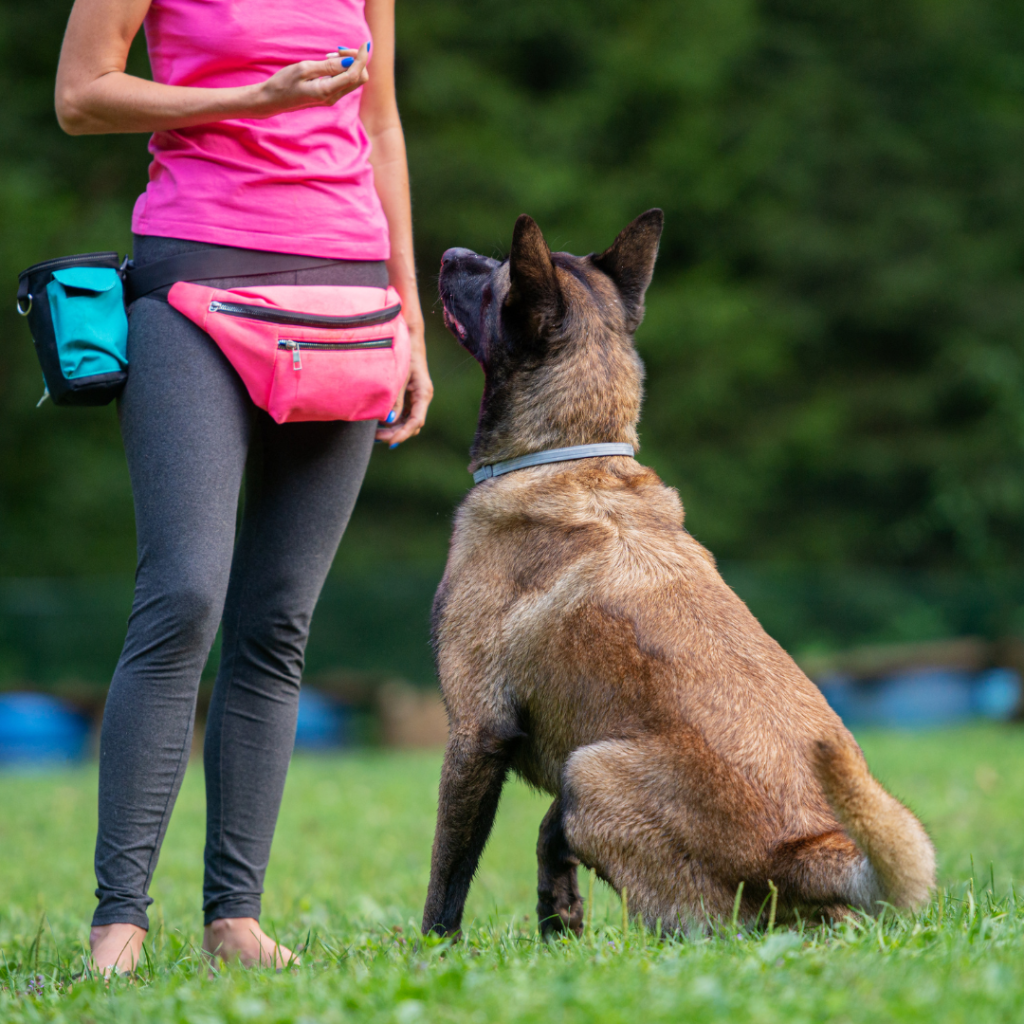 ﻿ A Comprehensive Guide On Some Of The Best Tricks And Tips For Training Your Dog In Regards To Basic Obedience Training