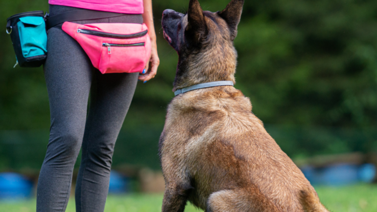 The Best Ways To Train Your Dog