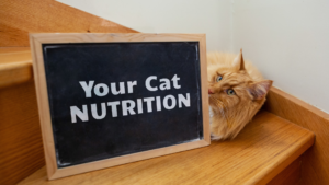 Your cat's nutrition 