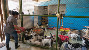 Cat animal shelter