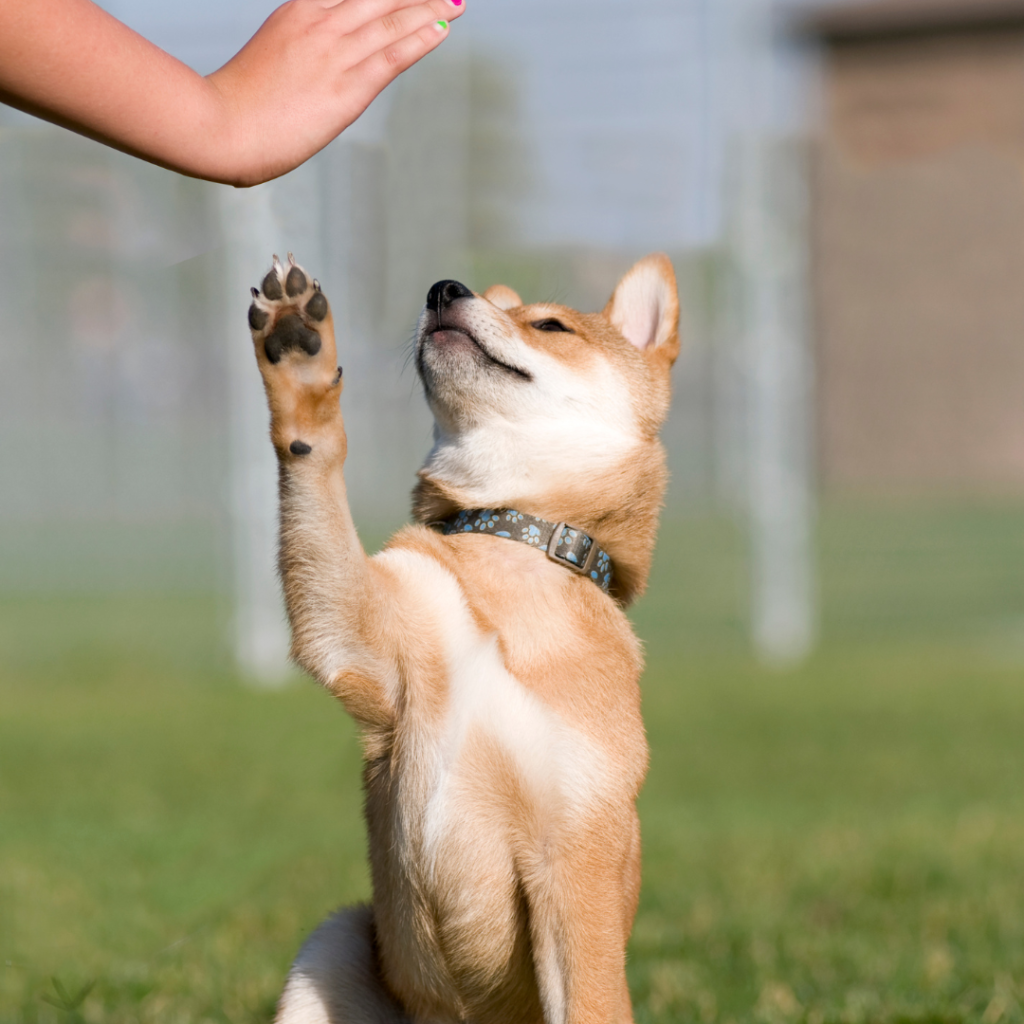 Taking An In-Depth Look Into The Best Ways To Prepare, Train, And Condition Your New Puppy For First-Time & Experienced Puppy Owners