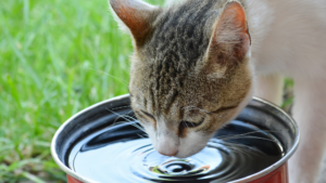 Keep pets hydrated