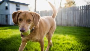 Secured home and yard for pets