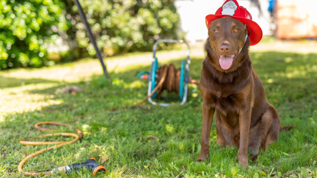 Offering Some General Pet Fire Safety Tips And Discussing The National Holiday That Promotes And Educates Pet Owners About Pet Fire Safety