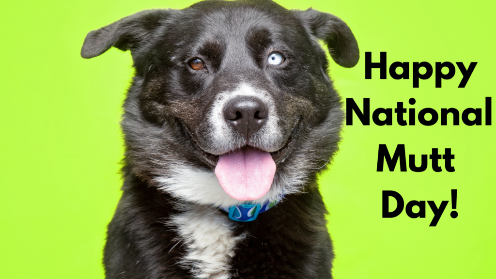 Taking A Look Into National Mutt Day, Why Mutts Are Worth Celebrating, And Offering Ways To Celebrate This Wonderful Holiday