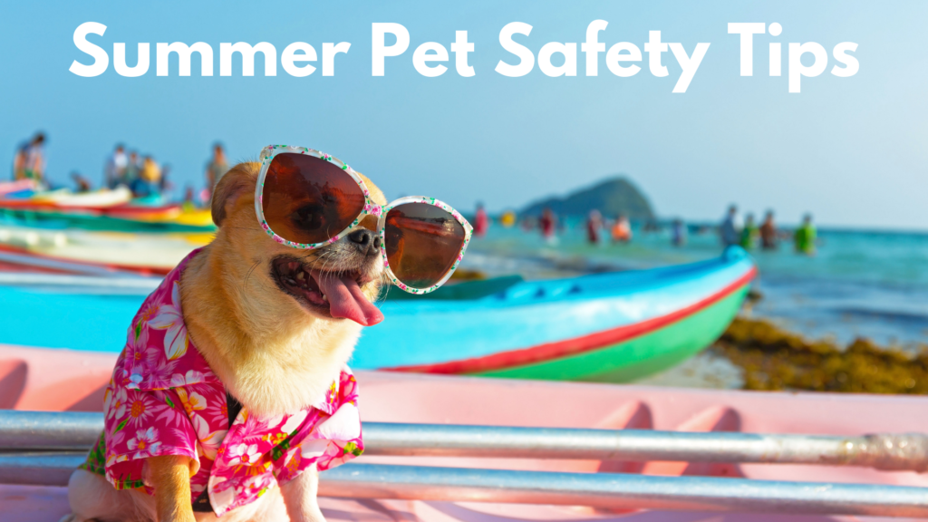 Going Over Some General Summertime Safety Tips For Dogs And Cats To Help Keep Your Pets Happy, Healthy, And Safe This Summer