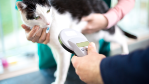 A microchip scan