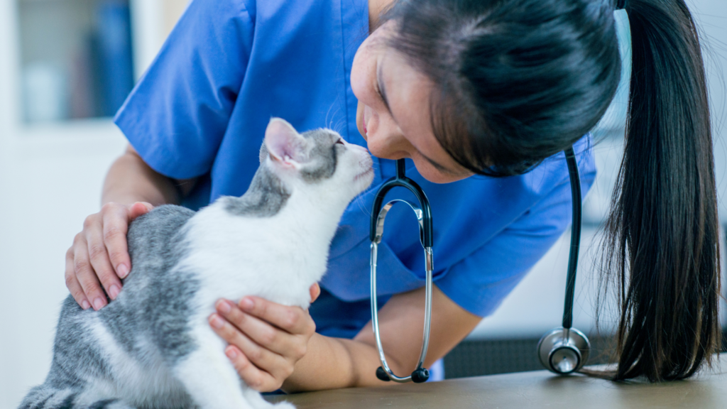 Offering Some General Advice On The Best Ways To Make Your Cat’s Visits To The Veterinarian A Stress-Free Experience For Your Feline Friend In Honor Of National Bring Your Cat To The Vet Day