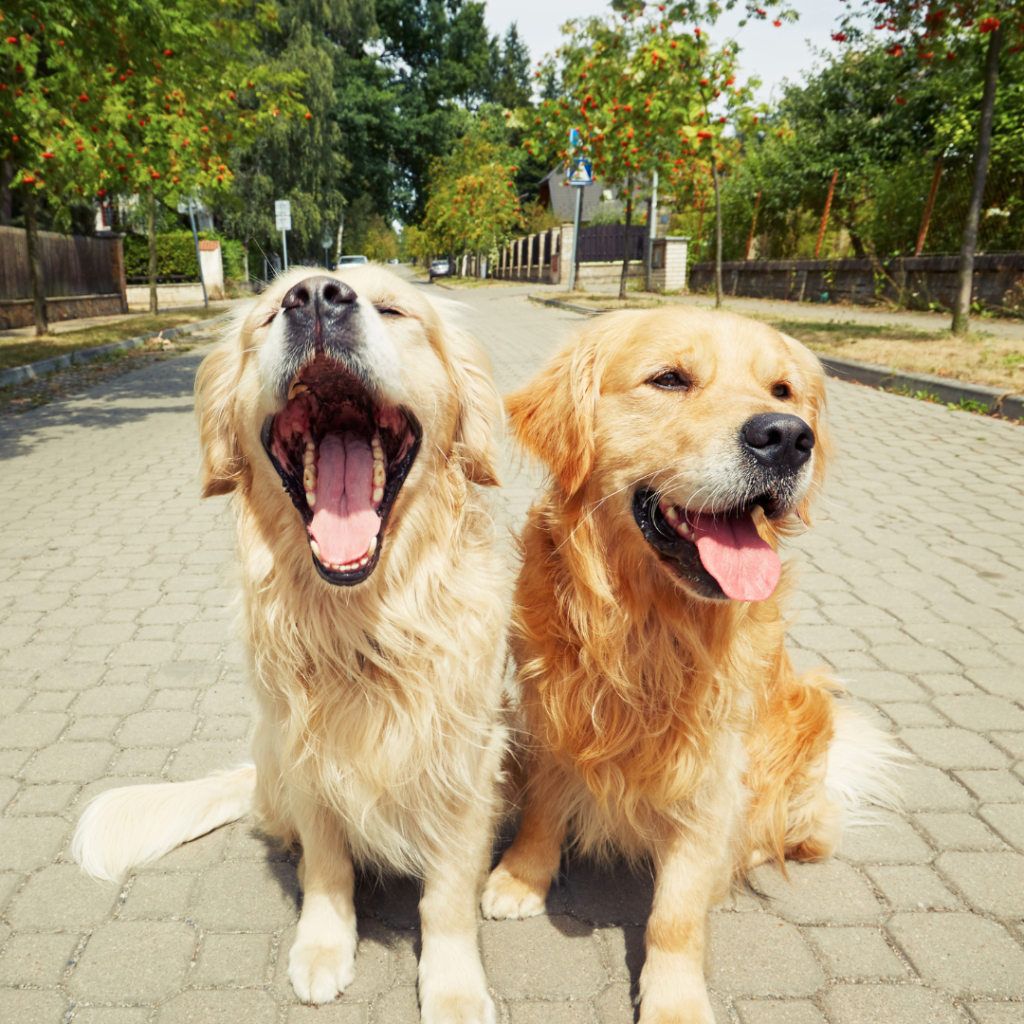 Taking An In-Depth Look At The Holiday National Dog Day, The Importance Of The Holiday, And How You Can Celebrate It