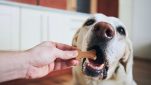 Spoil your dog with their favorite treats