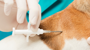 A pet microchip being implanted 