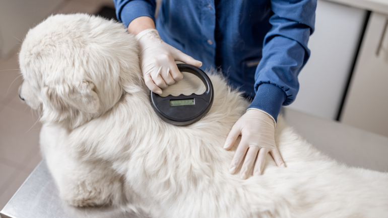 The Importance of Pet Microchips