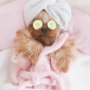 Pamper your dog with a spa day